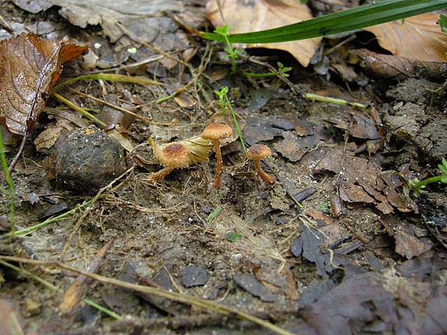La grande siccita''....ma qui i funghi spuntano lo stesso !